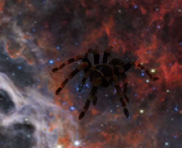 the Tarantula Nebula
